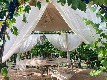 Romantic lunch in vineyard