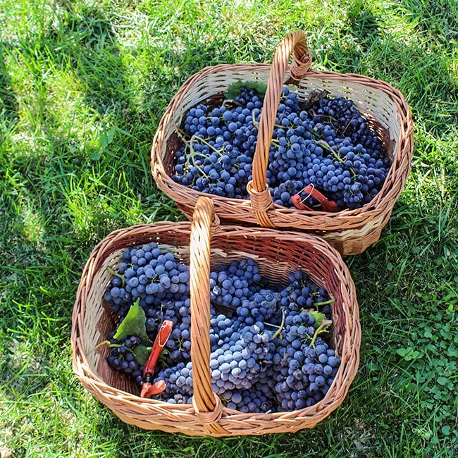 grapes-harvest