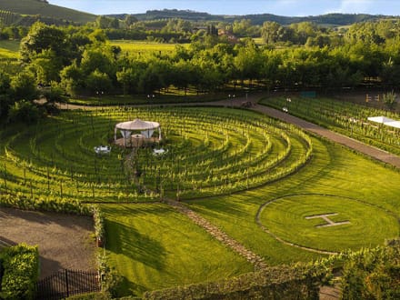 Romantic lunch in vineyard