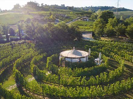 Visit of the Vineyards